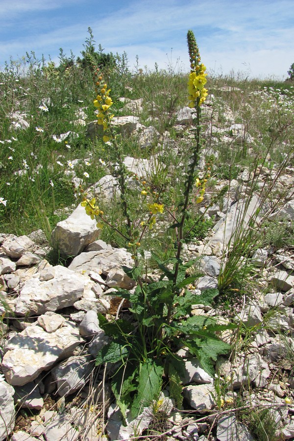 Image of Verbascum spectabile specimen.