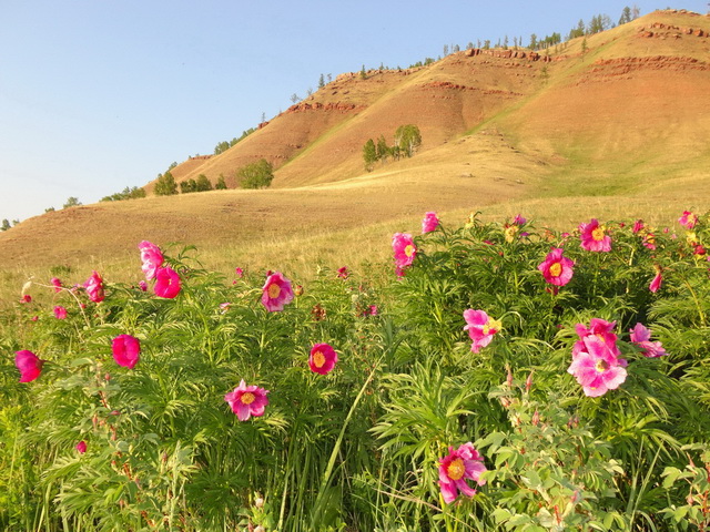 Изображение особи Paeonia anomala.