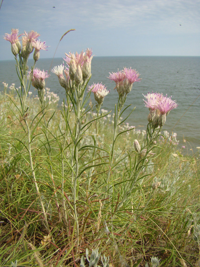 Изображение особи Jurinea stoechadifolia.