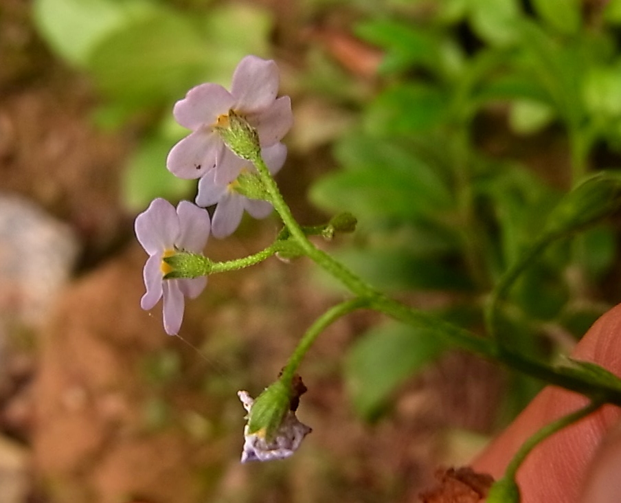 Изображение особи род Myosotis.