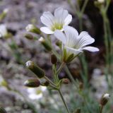 Minuartia circassica