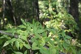 Atragene sibirica. Плодоносящее растение в лиственичном лесу. Восточный Казахстан, территория Маркакольского заповедника. Август 2008 г.