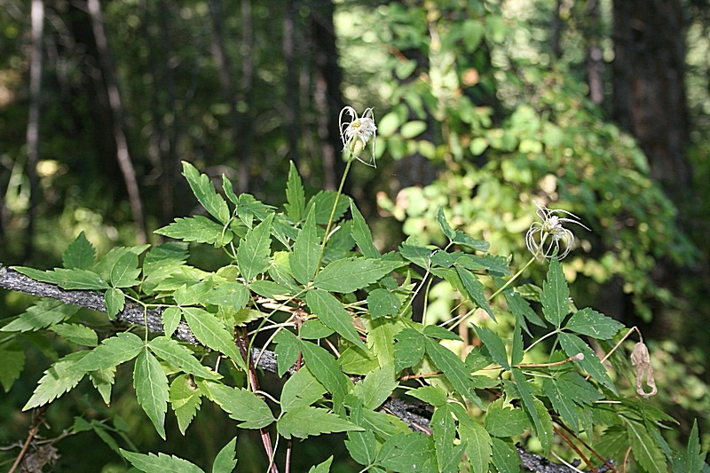 Изображение особи Atragene sibirica.