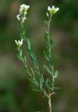 Iberidella trinervia