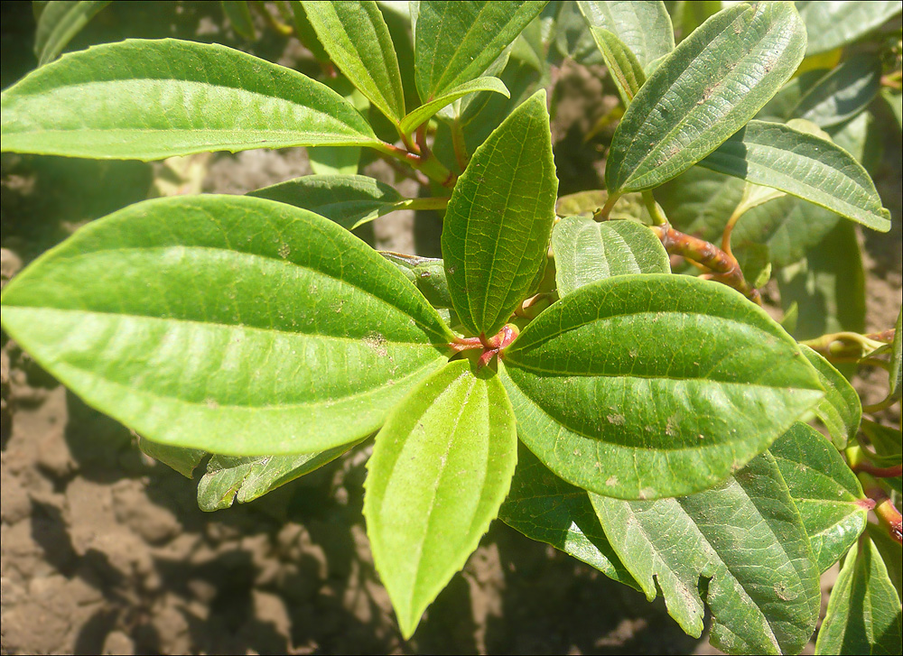 Image of Viburnum cinnamomifolium specimen.