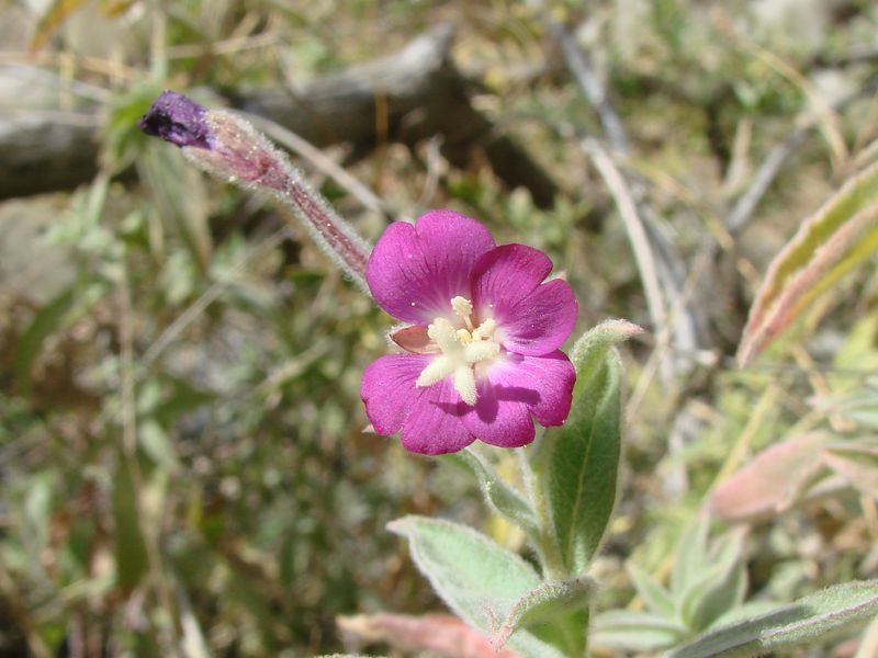 Изображение особи Epilobium velutinum.