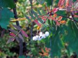 Sorbus koehneana