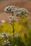 genus Valeriana. Верхушка растения с соцветиями. Ленинградская обл., Кингисеппский р-н, Кургальский п-ов, окр. дер. Тисколово. 21.07.2011.