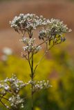 род Valeriana. Верхушка растения с соцветиями. Ленинградская обл., Кингисеппский р-н, Кургальский п-ов, окр. дер. Тисколово. 21.07.2011.