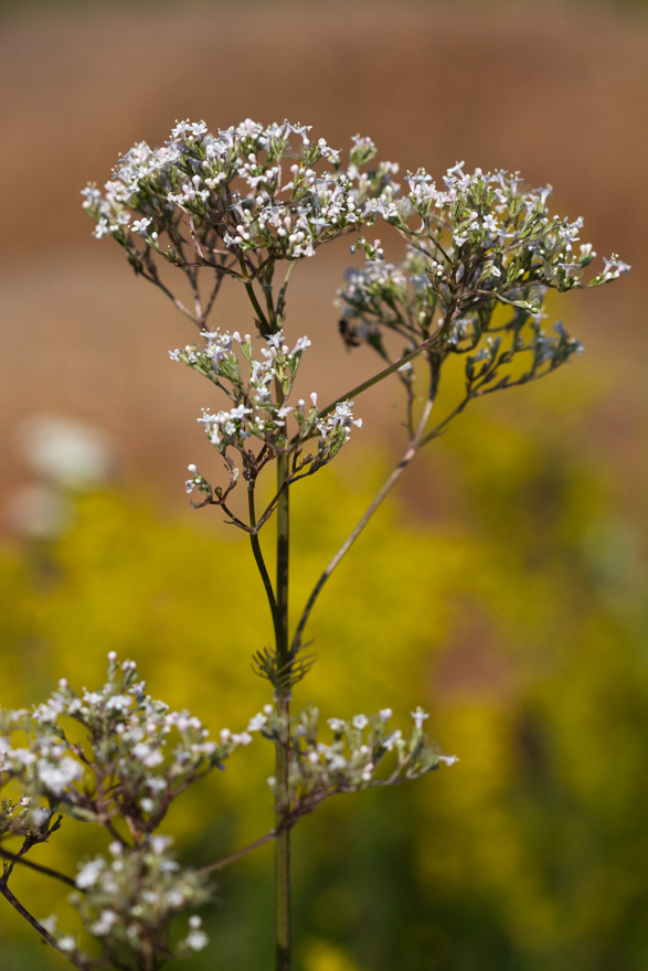 Изображение особи род Valeriana.