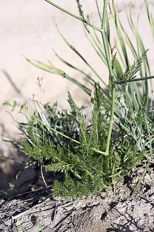 Изображение особи семейство Apiaceae.