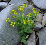 Barbarea vulgaris