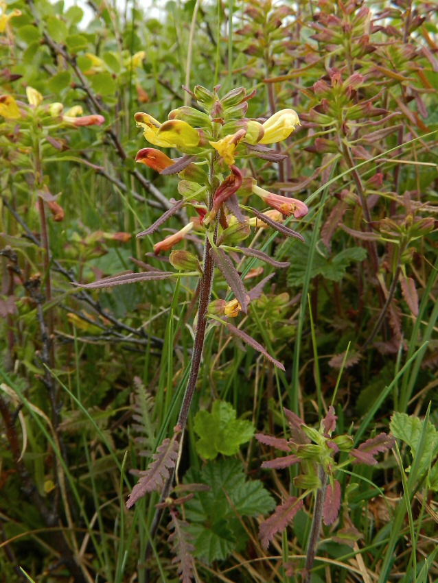 Изображение особи Pedicularis labradorica.