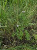 Geranium columbinum