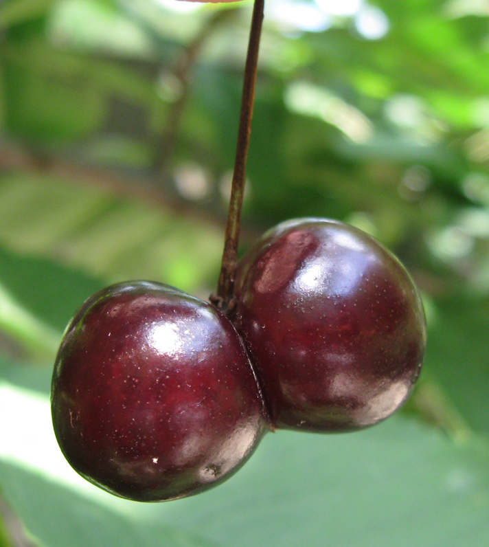 Image of Cerasus avium specimen.