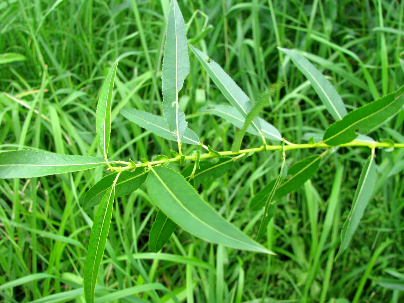 Image of Salix × meyeriana specimen.