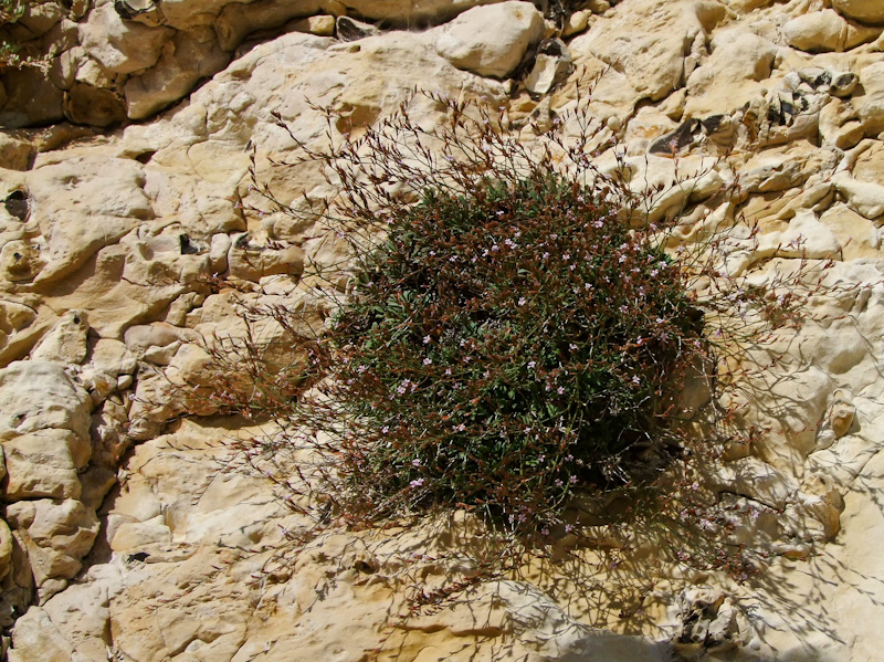 Изображение особи Limonium galilaeum.