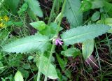 Betonica officinalis. Средняя часть побега с пазушным соцветием. Чувашия, Моргаушский р-н, у дороги к дер. Шомиково, опушка леса. 12.07.2011.