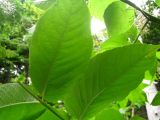 Aralia cordata