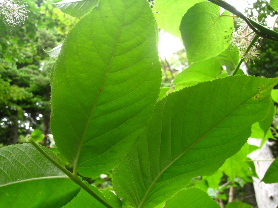 Image of Aralia cordata specimen.