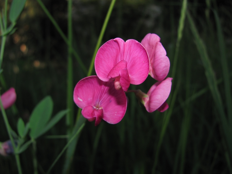 Изображение особи Lathyrus tuberosus.