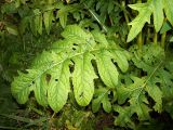 Cirsium oleraceum