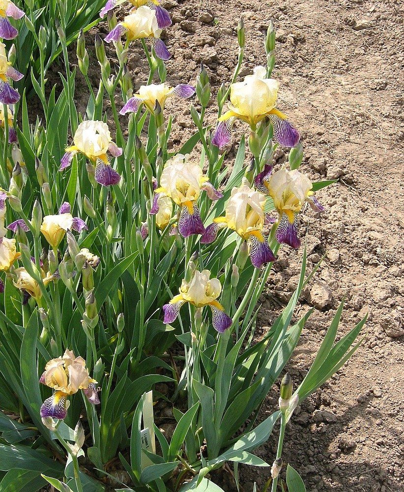 Изображение особи Iris squalens.