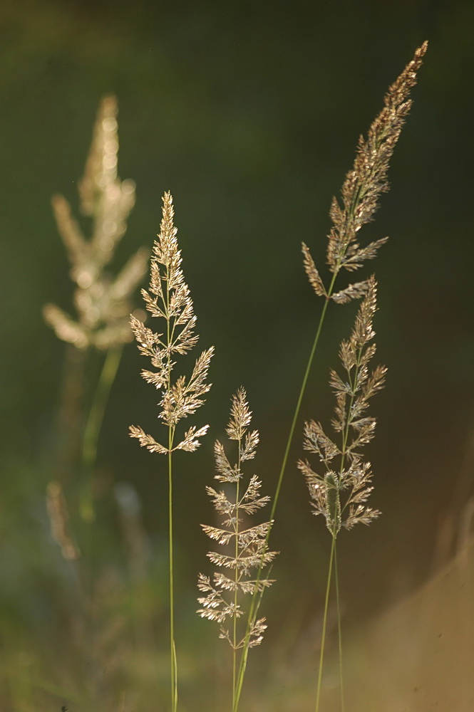 Изображение особи Calamagrostis epigeios.