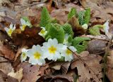 Primula vulgaris