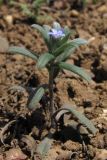 Buglossoides incrassata. Цветущее растение. Южный Берег Крыма, окр. Балаклавы, возв. Инжир. 13 апреля 2012 г.