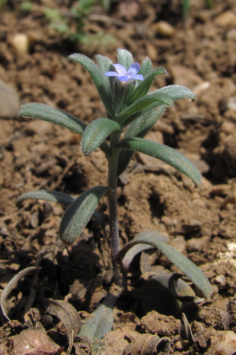 Image of Buglossoides incrassata specimen.