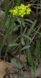 Alyssum umbellatum