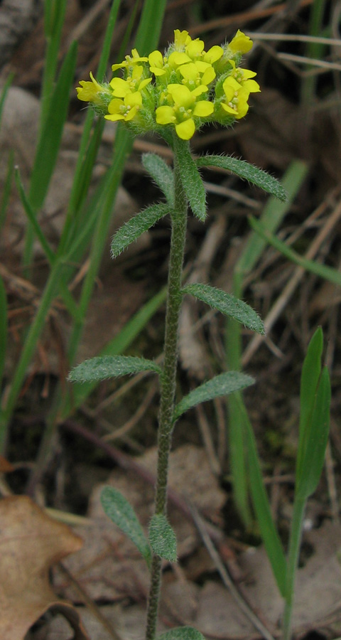 Image of Alyssum umbellatum specimen.
