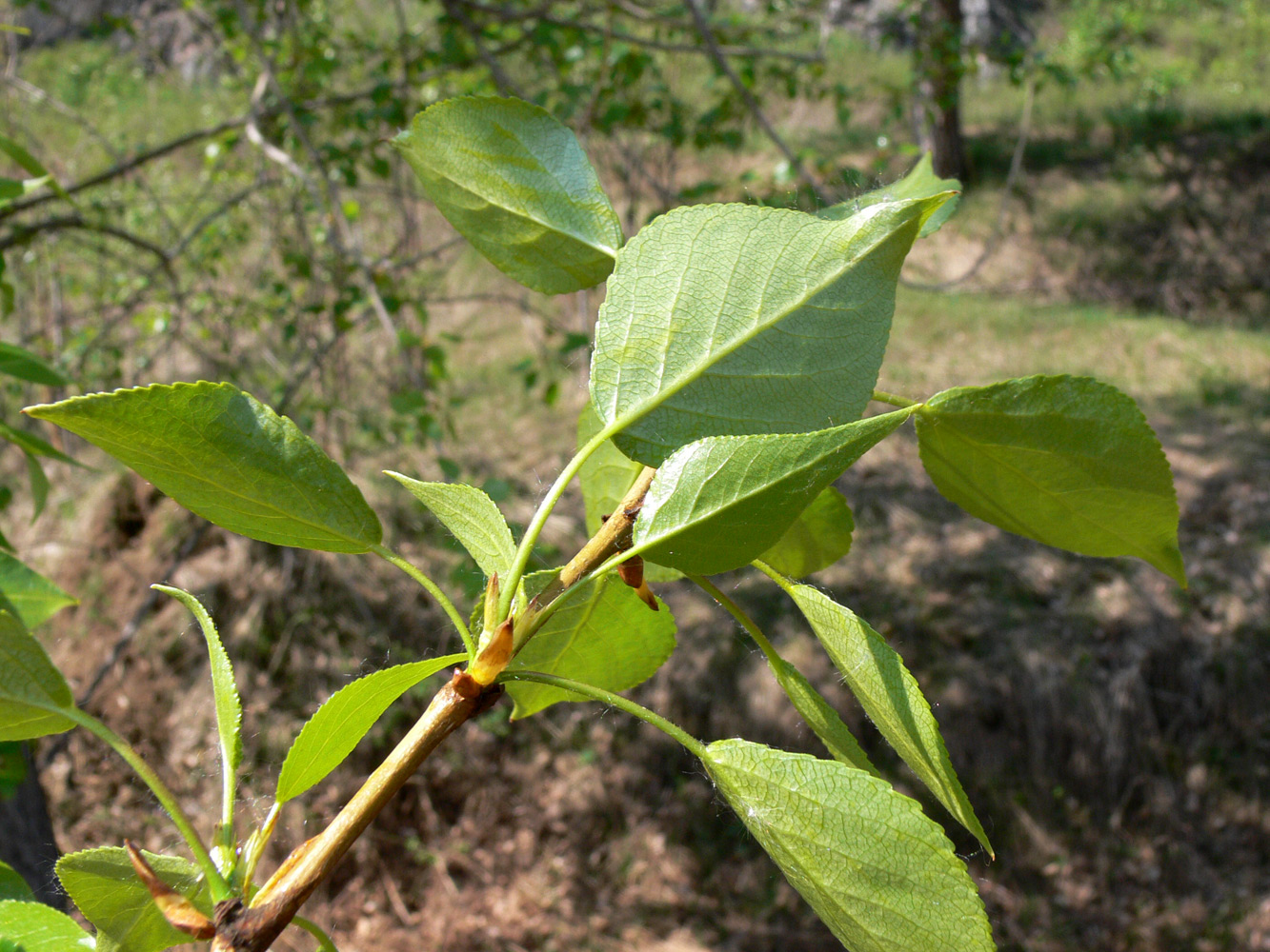 Image of Populus &times; sibirica specimen.