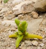 Mesembryanthemum cryptanthum. Плодоносящее растение. Израиль, впадина Мёртвого моря, Эйн Бокек, вади у устья нахаль Бокек. 30.04.2012.