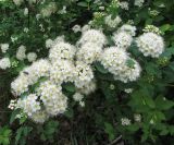 Spiraea chamaedryfolia