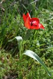 род Tulipa
