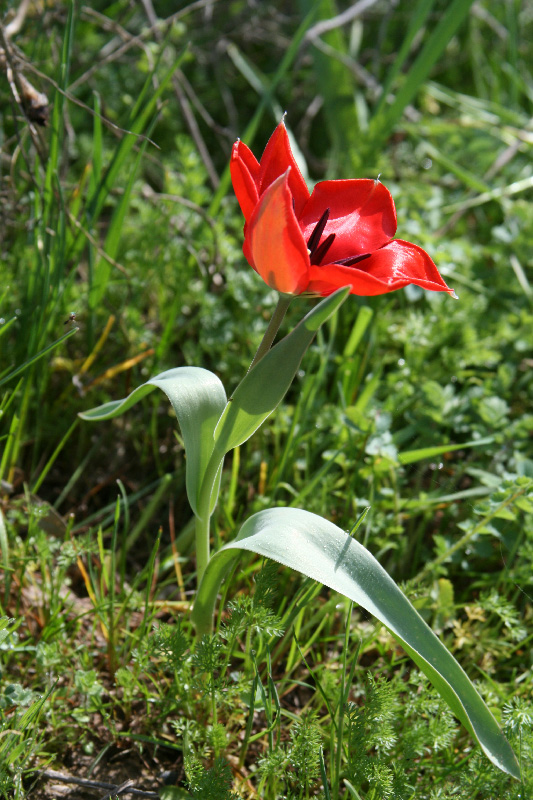 Image of Tulipa carinata specimen.