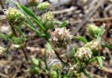 Plantago arenaria