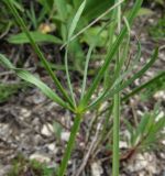 Galium triandrum