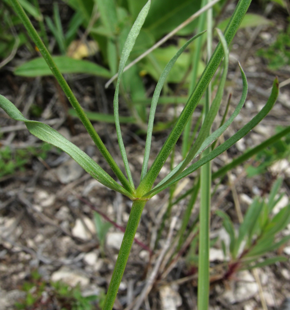 Изображение особи Galium triandrum.