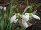 Galanthus elwesii