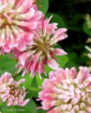 Trifolium hybridum