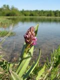 Dactylorhiza incarnata. Зацветающее растение. Берег реки, Ленинградская область (гатчинская \"чудо-поляна\"). 4 июня 2008 года.