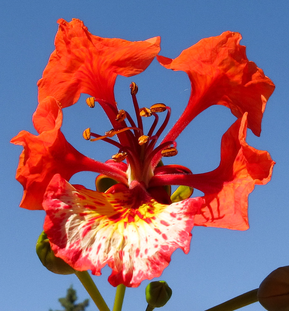 Image of Delonix regia specimen.