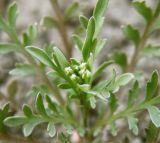 Lepidium ruderale