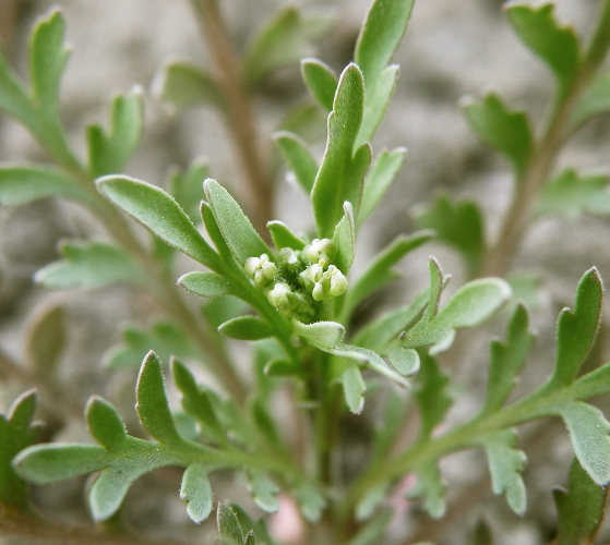 Изображение особи Lepidium ruderale.