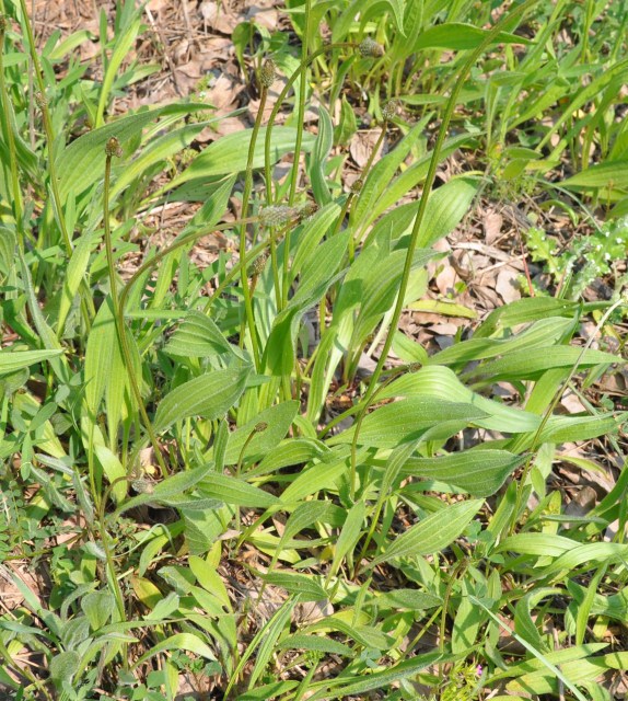 Image of Plantago lanceolata specimen.