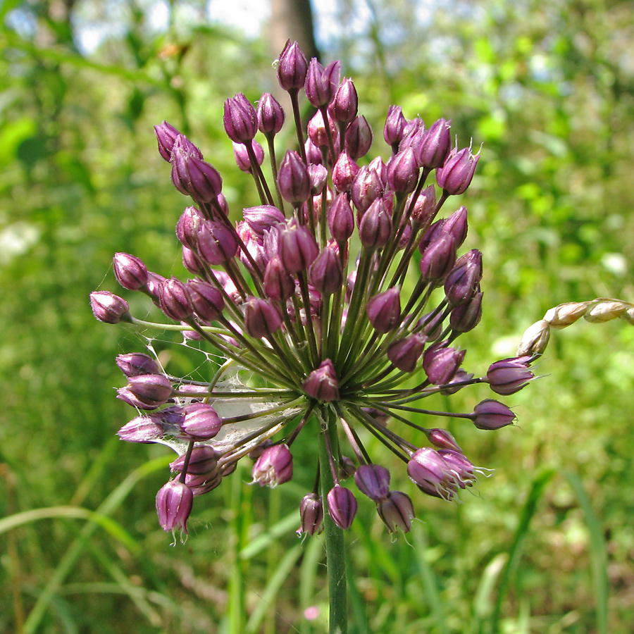 Image of Allium rotundum specimen.