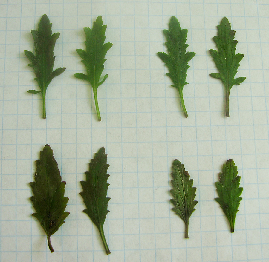 Изображение особи Scrophularia granitica.